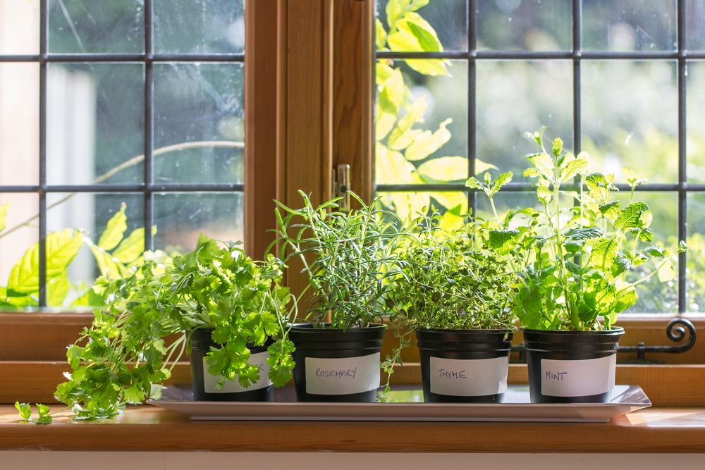 Tips on Sustaining an Indoor Garden